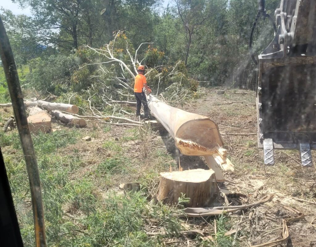 Tree work and arborist services Canterbury wide including Waimakariri and Hurunui