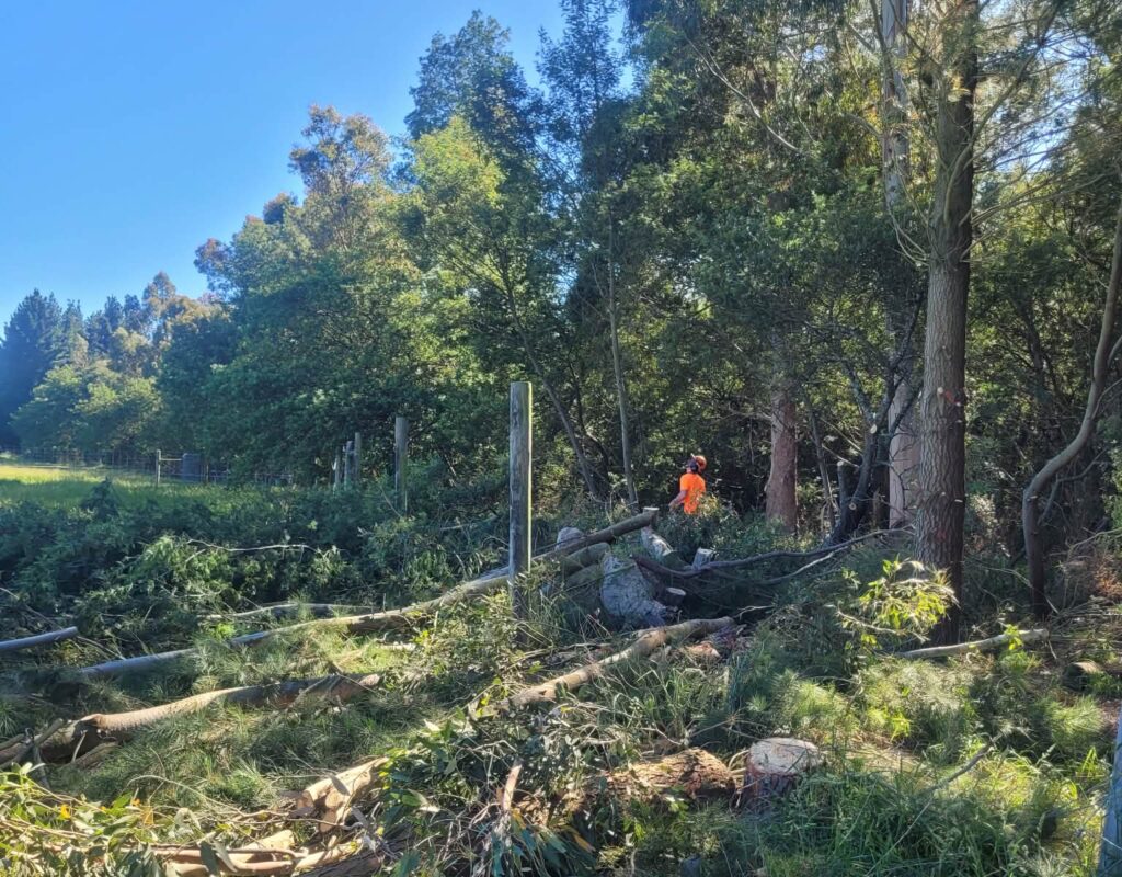 Expert arborist and tree removal services in Canterbury
